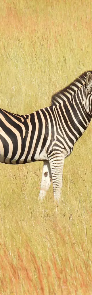 Vielfältiges Südafrika – Garden Route und Safari mit Mietwagen